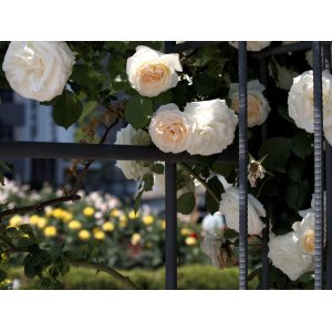 Ruža popínavá (Rosa climber) ´PALAIS ROYAL´® - výška 120-150 cm, kont. C5L